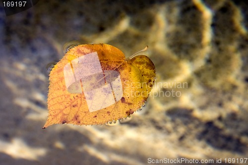 Image of Floating Leaf