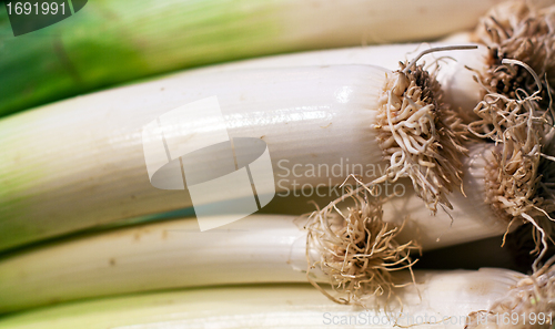 Image of fresh green leek closeup on the market