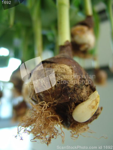 Image of onion