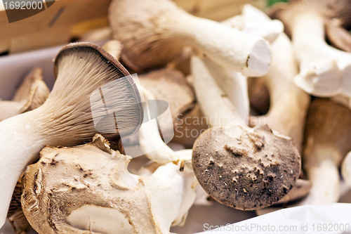 Image of oyster mushroom