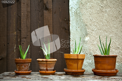 Image of aloe vera plant in the garden 