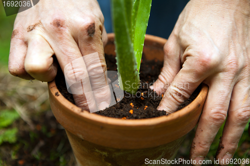Image of gardener repot young aloe vera plants