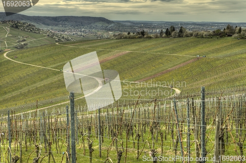 Image of green grapevine in springtime 