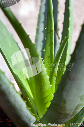 Image of aloe vera plant in the garden 