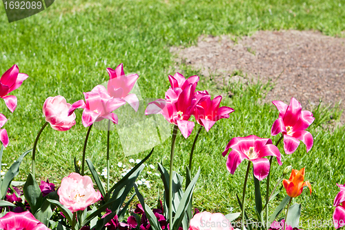 Image of beautiful colorful pink tulips outdoor in spring
