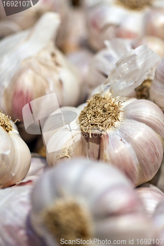 Image of fresh onion closeup on a market