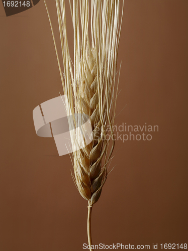 Image of Barley