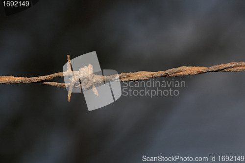 Image of barbwire