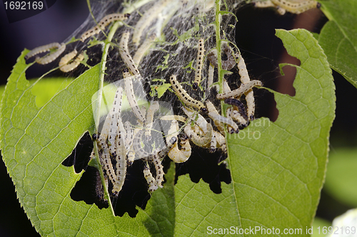 Image of Bird-Cherry moth caterpillar