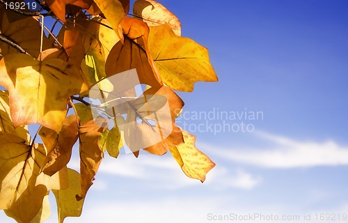 Image of Autumn Foliage