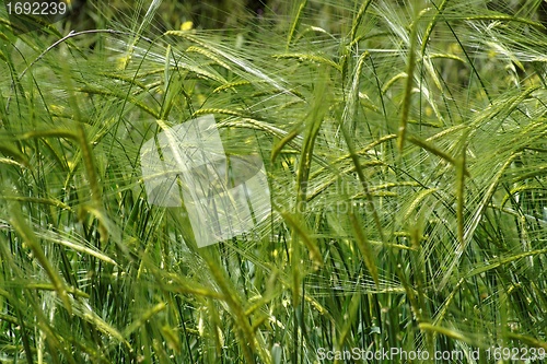 Image of Wild-growing cereals on green meadow in spring