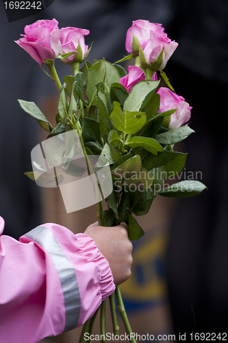 Image of Pink roses