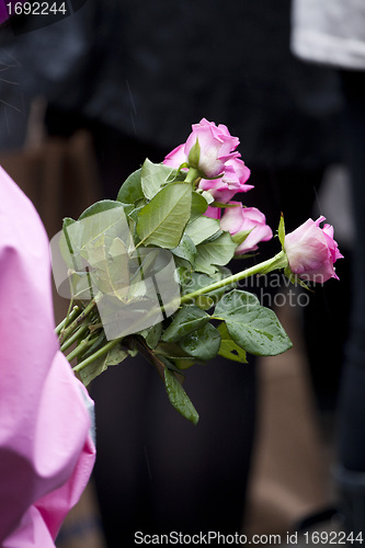 Image of Pink roses