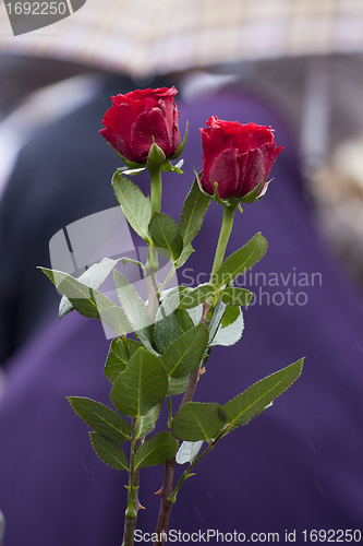 Image of Red roses