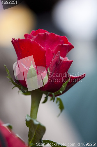 Image of Red rose