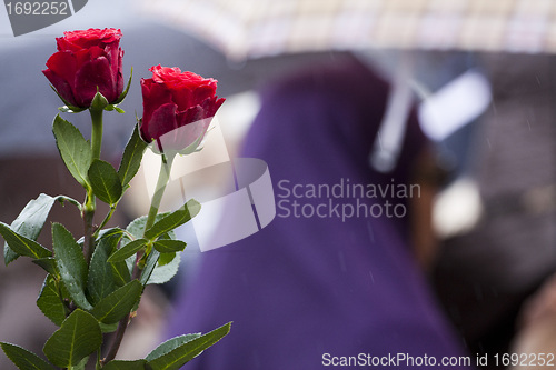 Image of Red roses