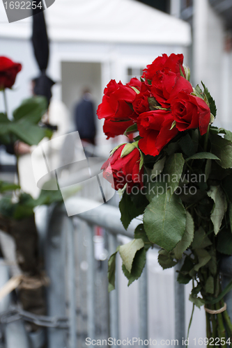 Image of Red roses