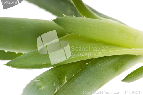 Image of Aloe vera - herbal medicine 