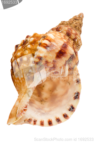 Image of Sea shell