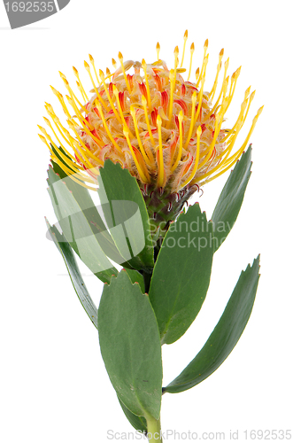 Image of Pincushion Protea