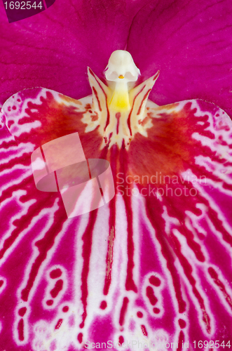 Image of Pansy Orchid - Miltonia Lawless Falls 