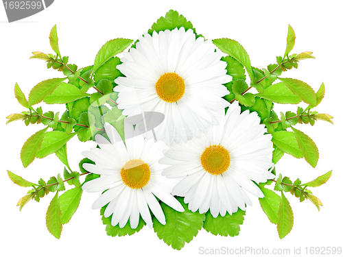 Image of Three white flowers with green leaf