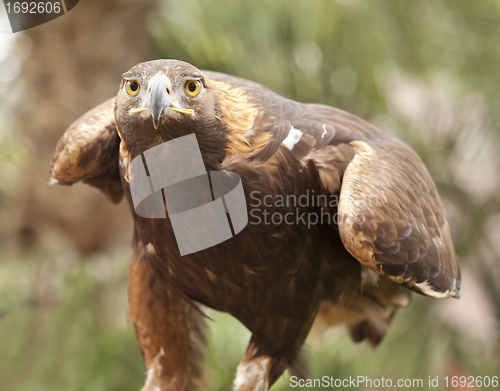 Image of California Golden Eagle