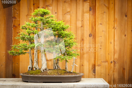 Image of Bald Cypress Bonsai Tree Forest Against Wood Fence