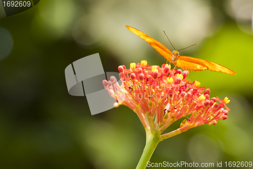 Image of Beautiful Orange Butterfly on Colorful Flower