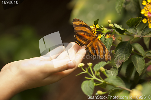 Image of Child Hand Touching an Oak Tiger Butterfly on Flower