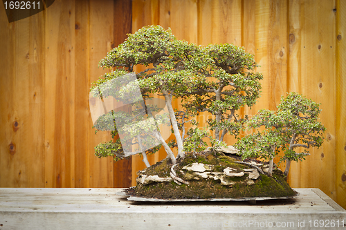 Image of Elm Bonsai Tree Forest Against Wood Fence