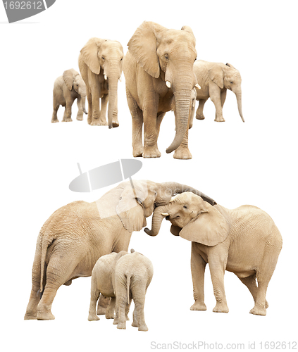 Image of Family of Elephants Isolated