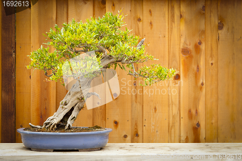 Image of Pomegranate Bonsai Tree Against Wood Fence