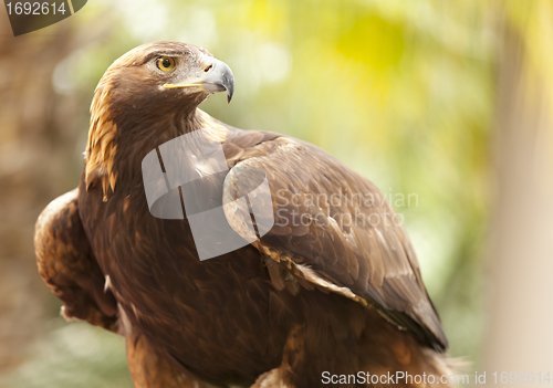 Image of California Golden Eagle