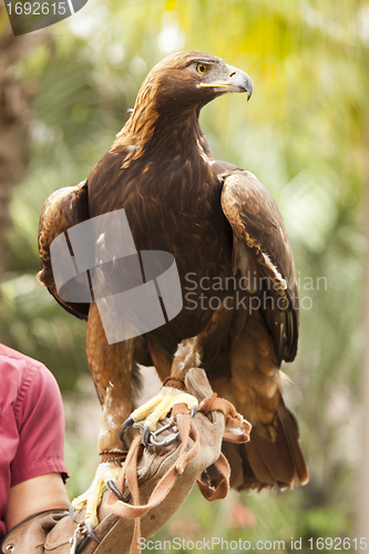 Image of California Golden Eagle and Handler