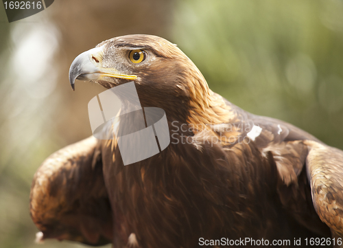 Image of California Golden Eagle