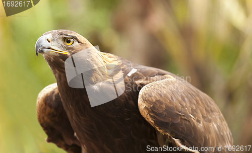 Image of California Golden Eagle