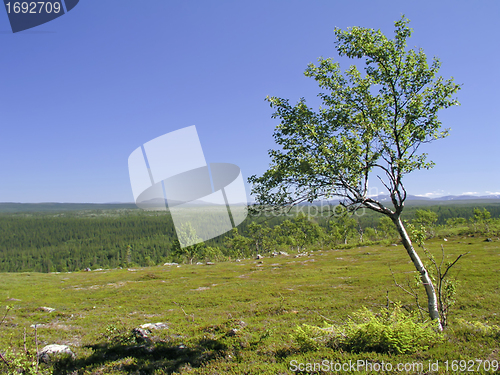 Image of Lonely tree 