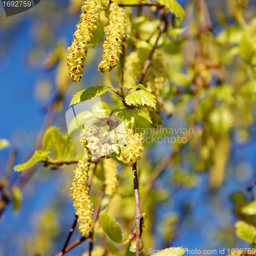 Image of  Birch seeded spring branch