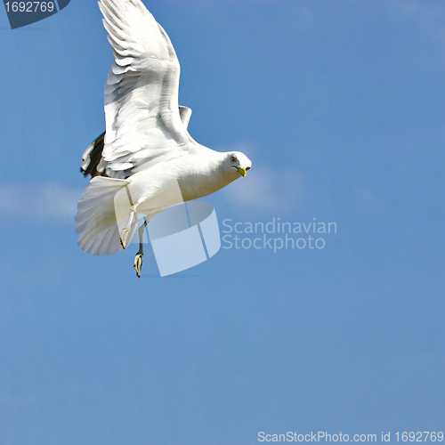 Image of Seagull in flight on background blue sky