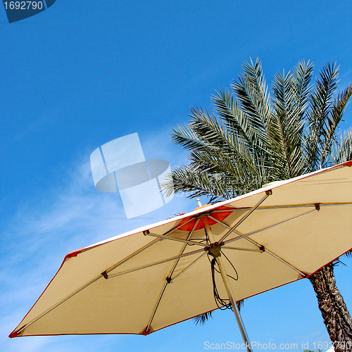 Image of Beach Umbrella and palm 