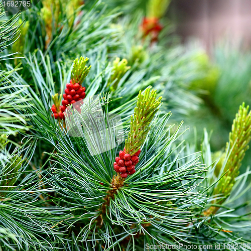Image of Pine with Cones natural background