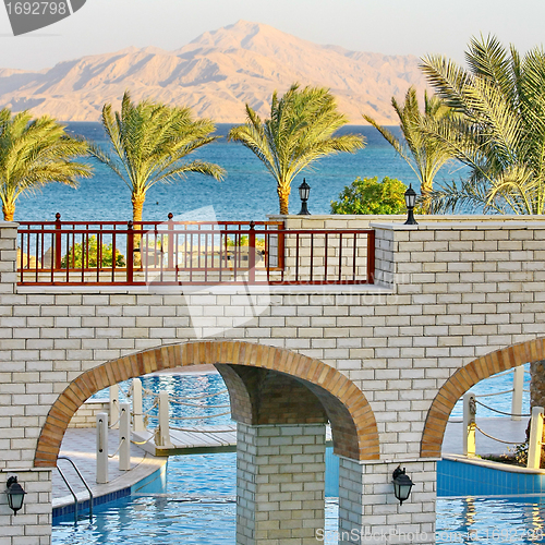 Image of Palm trees, Red Sea