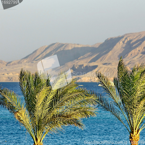 Image of Two Palm trees, Red Sea 