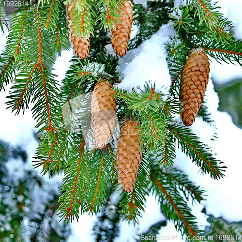 Image of Pine with Cones