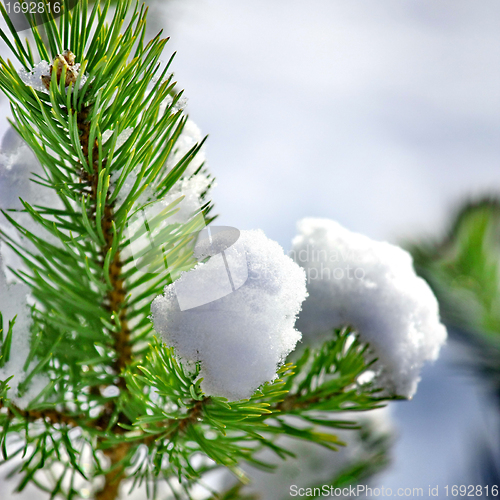 Image of Frost on Pine