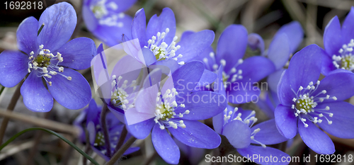 Image of blue anemones