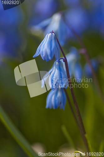 Image of scilla