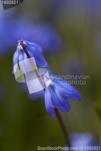 Image of scilla