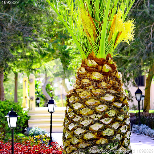 Image of Palm Tree like big pineapple 